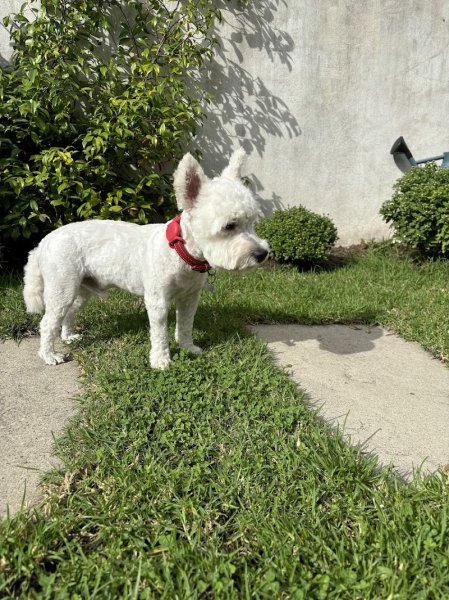 Dolce Canine - dresseur de chiens Pays basque - photo 2