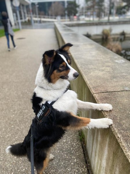 Dolce Canine - dresseur de chiens Pays basque - photo 3