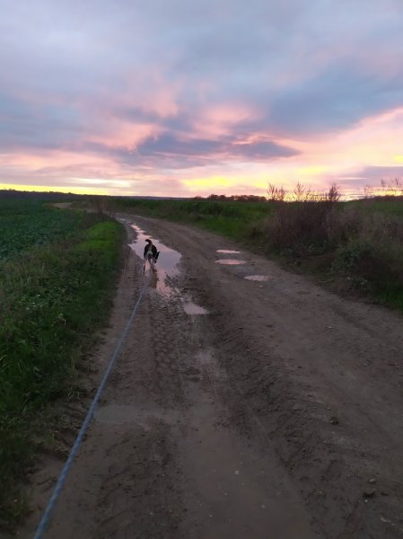 Julia Sauveur - pension familiale pour chien - éducateur - comportementaliste chien