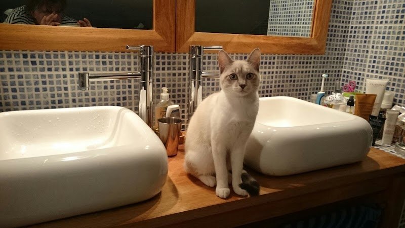 Julia Sauveur - pension familiale pour chien - éducateur - comportementaliste chien - photo 2