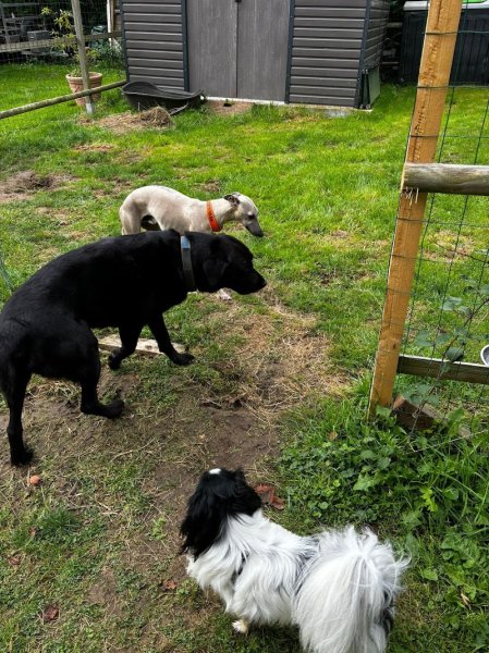Julia Sauveur - pension familiale pour chien - éducateur - comportementaliste chien - photo 3