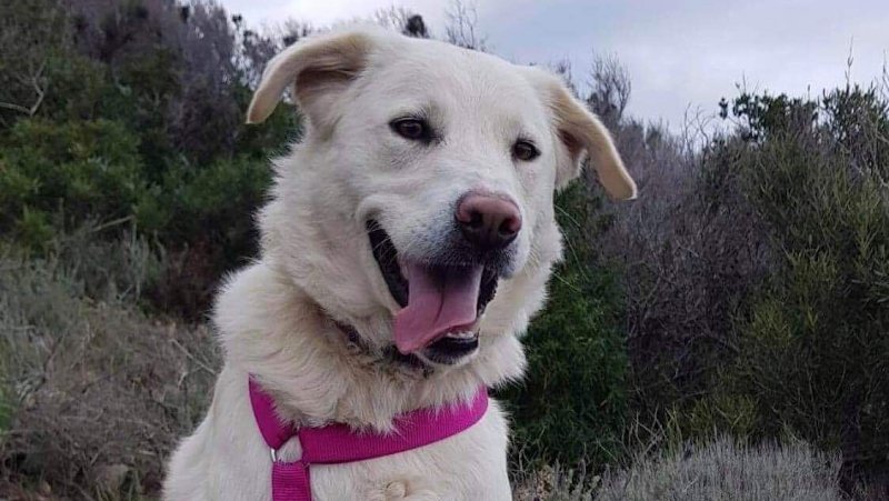 Nos amis à quatre pattes Calvi, Refuge canin de Calvi - Haute Corse