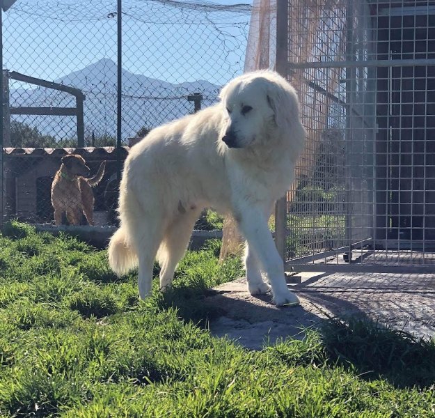 Nos amis à quatre pattes Calvi, Refuge canin de Calvi - Haute Corse - photo 2