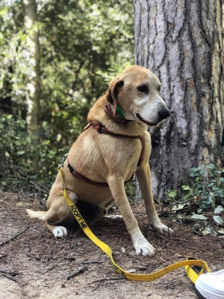 Nos amis à quatre pattes Calvi, Refuge canin de Calvi - Haute Corse - photo 3