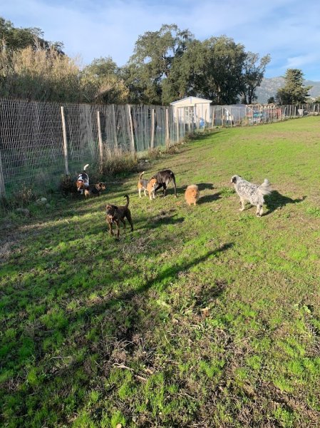 cani piaghjinchi pension canine biguglia