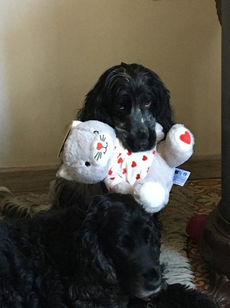 cani piaghjinchi pension canine biguglia - photo 2