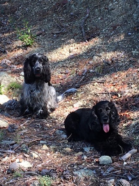 cani piaghjinchi pension canine biguglia - photo 3