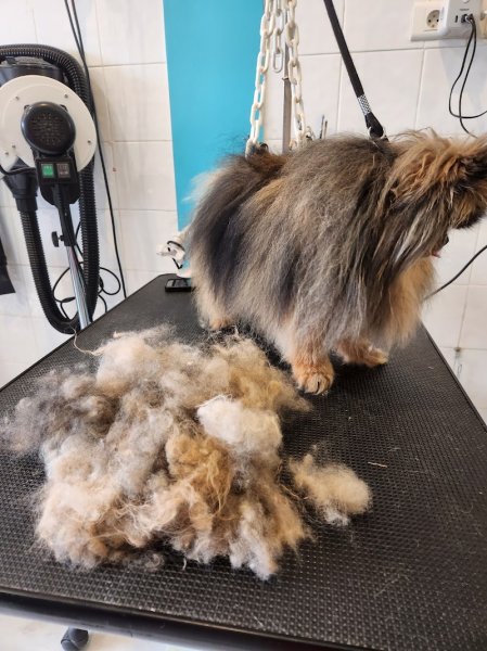 Dog Harmonie - photo 2