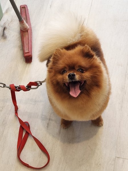 Dog Harmonie - photo 3