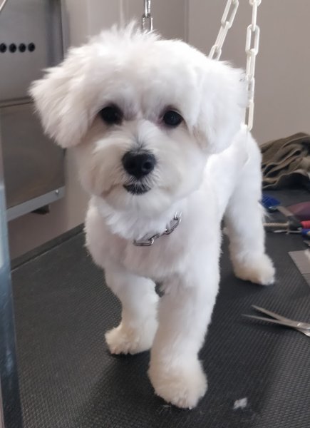 Acqua Dog (Toiletteur Canin)