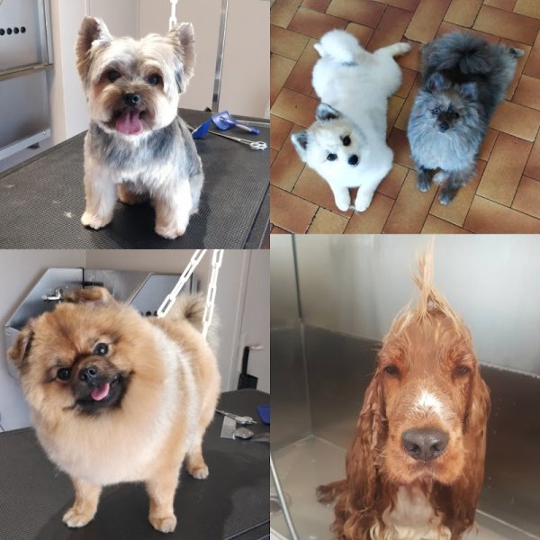 Acqua Dog (Toiletteur Canin) - photo 2