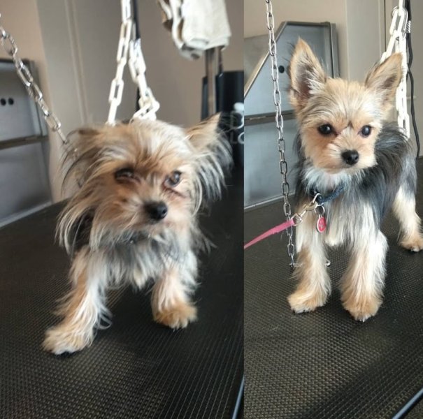 Acqua Dog (Toiletteur Canin) - photo 3