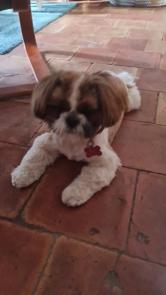 Pietra Canin - photo 2