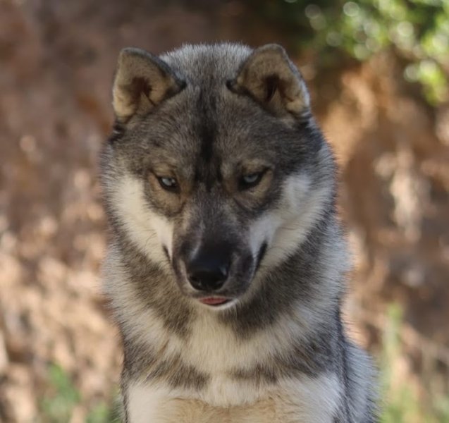 Elevage chien Corse Lupu Di Castagniccia