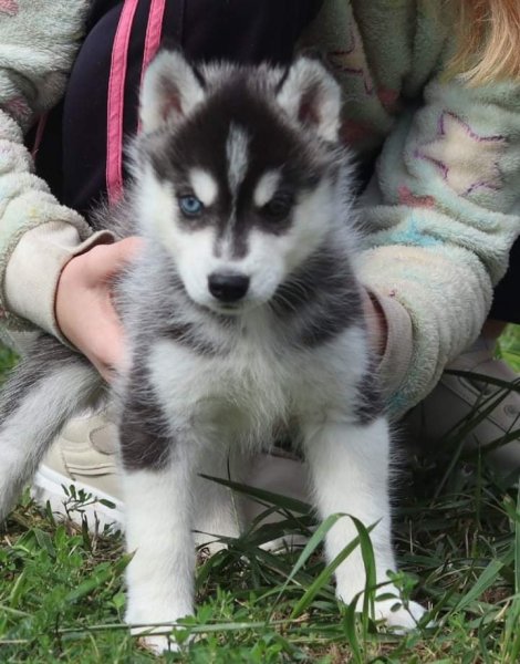 Elevage chien Corse Lupu Di Castagniccia - photo 3