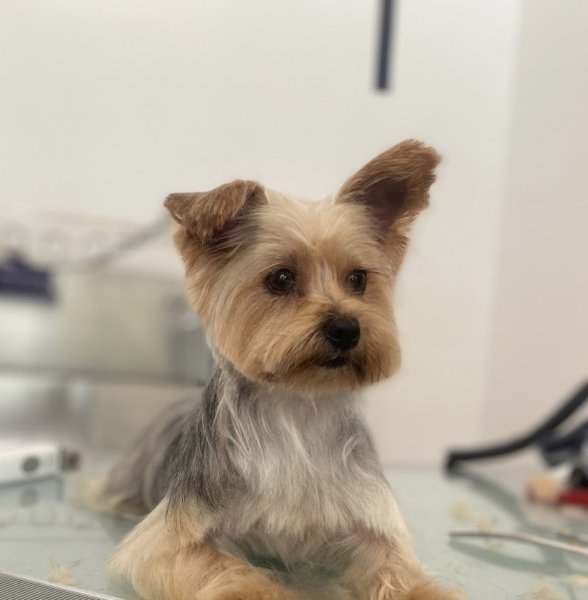 AmbianceCanin - photo 1