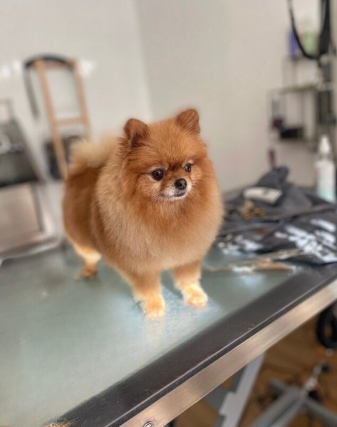 AmbianceCanin - photo 2