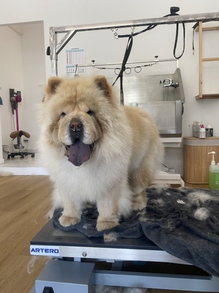 AmbianceCanin - photo 3