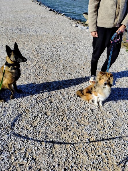 CaniNova 66 - éducateur canin et comportementaliste