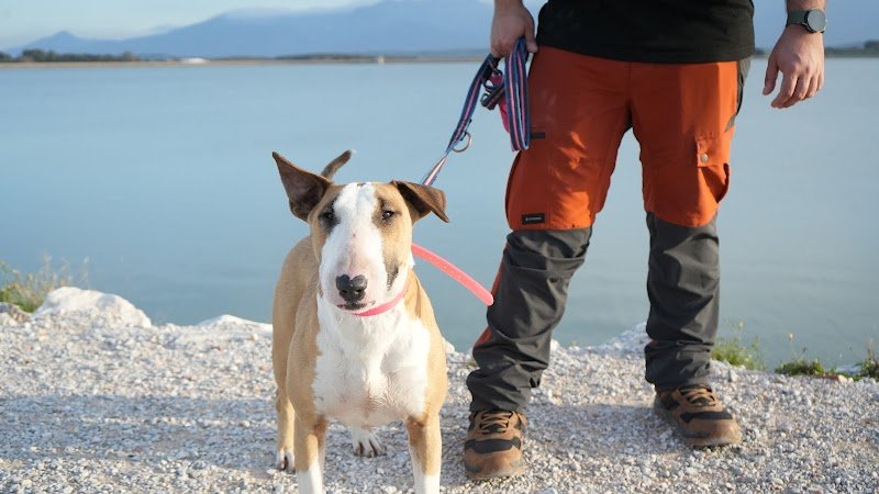 CaniNova 66 - éducateur canin et comportementaliste - photo 2