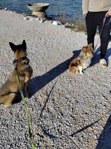 CaniNova 66 - éducateur canin et comportementaliste - photo 3