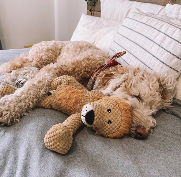 Bella Concept Store Dog