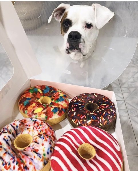 Bella Concept Store Dog - photo 2