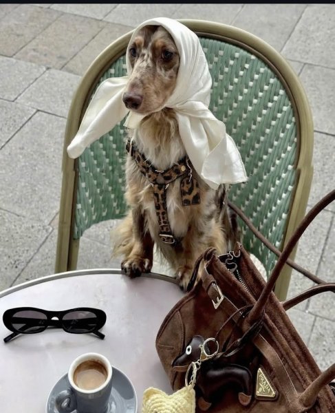 Bella Concept Store Dog - photo 3