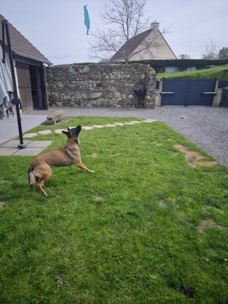 Ness educ_ educatrice comportementaliste - photo 2