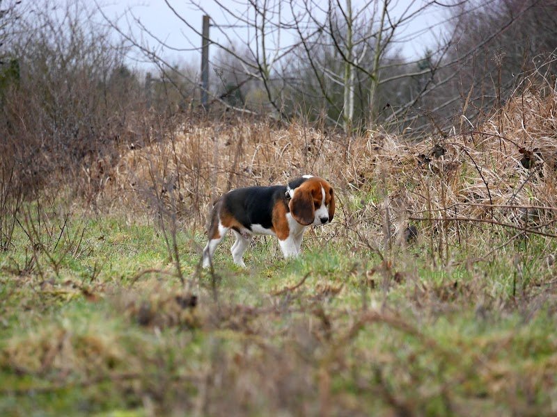 Think Dog - Éducateur et Comportementaliste canin à Lille - photo 1