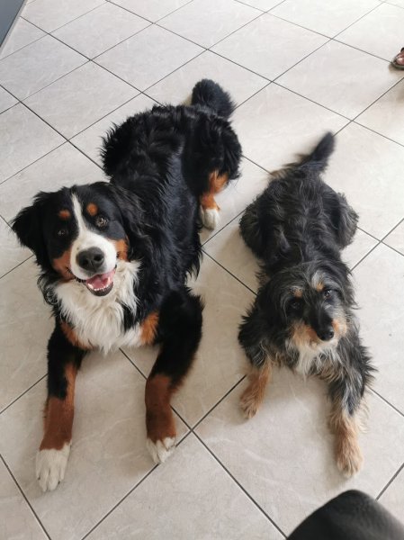 Think Dog - Éducateur et Comportementaliste canin à Lille - photo 2