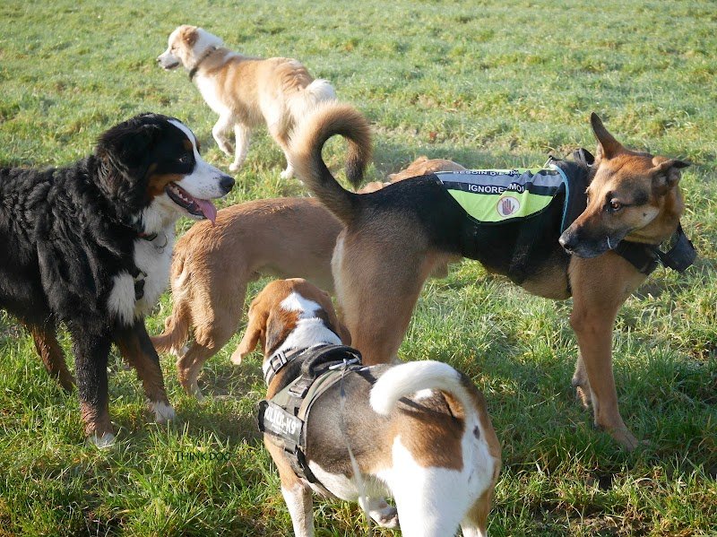 Think Dog - Éducateur et Comportementaliste canin à Lille - photo 3