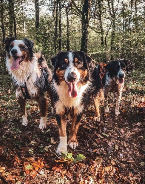 Canis Lupus - Education et Sports Canins