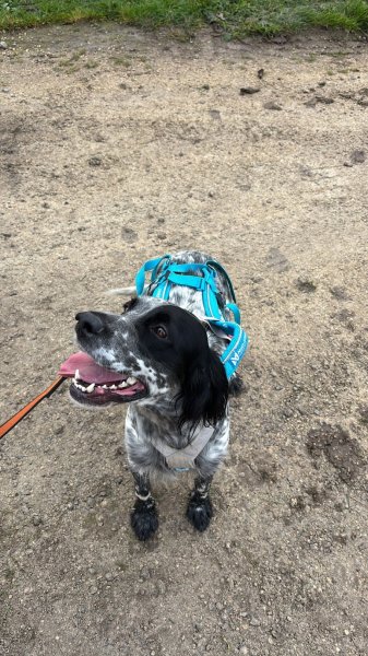 Canis Lupus - Education et Sports Canins - photo 2