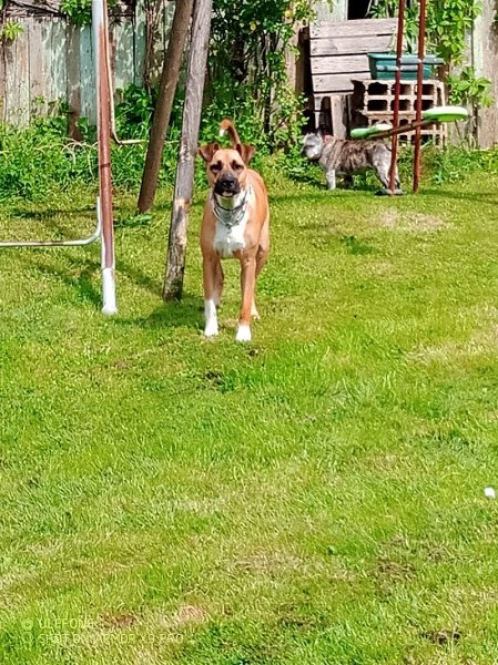 Milena Pietrzak EDUCATEUR CANIN ARDENNES