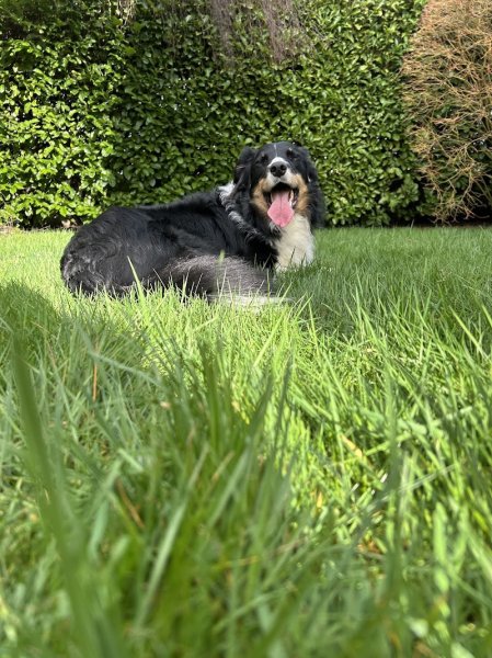 Milena Pietrzak EDUCATEUR CANIN ARDENNES - photo 3