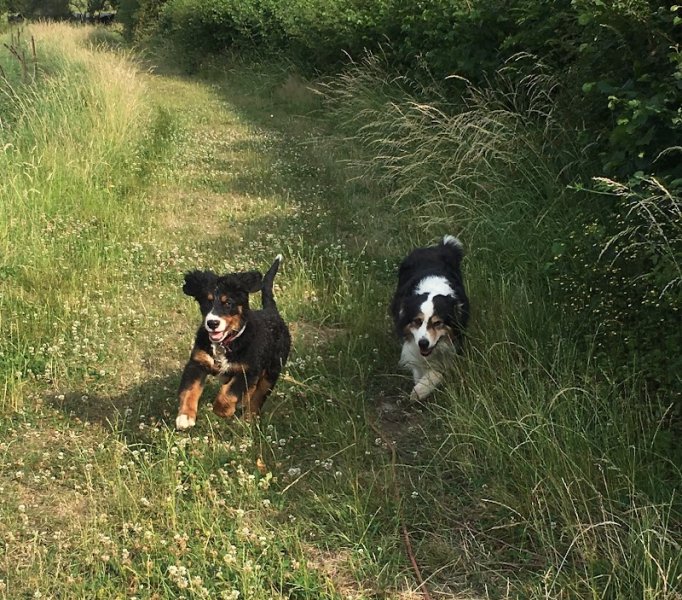 Foret Celine : Éducateur canin Ardennes Charleville