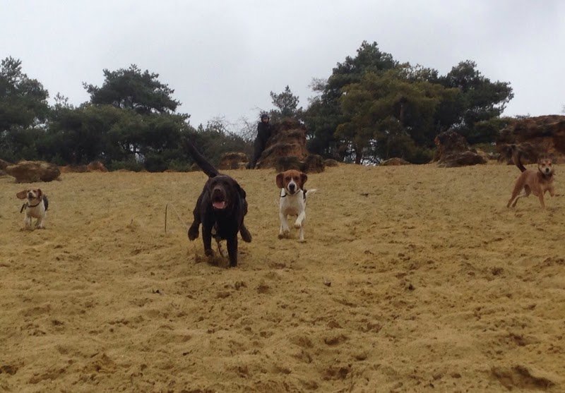 Foret Celine : Éducateur canin Ardennes Charleville - photo 2