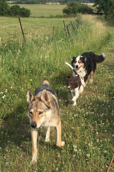 Foret Celine : Éducateur canin Ardennes Charleville - photo 3