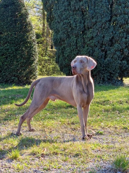 Pension canine anim'hotel08 - photo 1