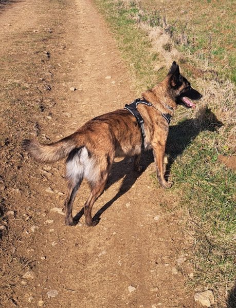 Pension canine anim'hotel08 - photo 2