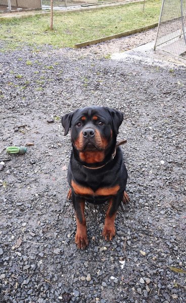 Pension canine anim'hotel08 - photo 3