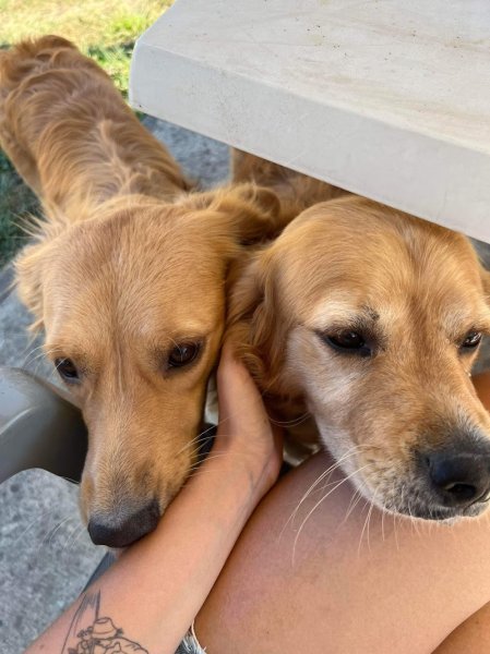 Lazmo pension canine Vallée de la Retourne