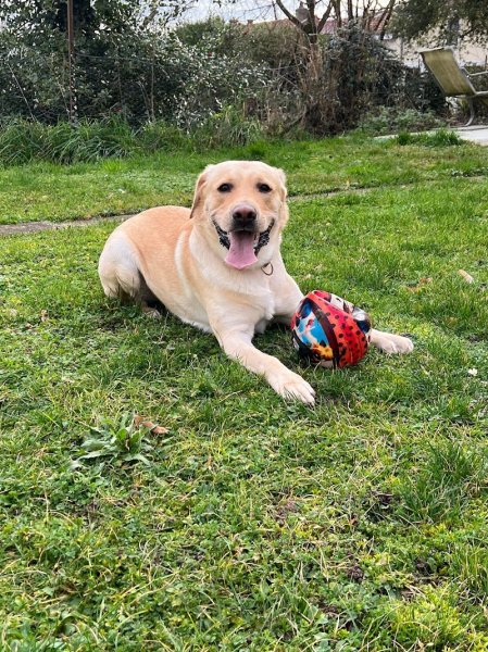 Lazmo pension canine Vallée de la Retourne - photo 2