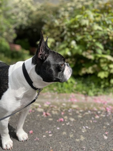 Lazmo pension canine Vallée de la Retourne - photo 3