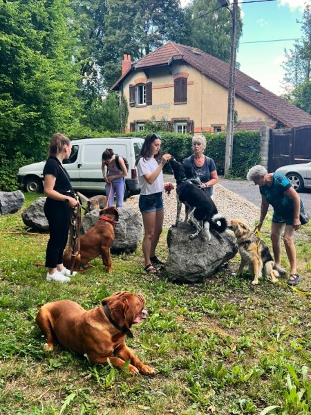 Symphonie à quatre pattes éducateur comportementaliste canin