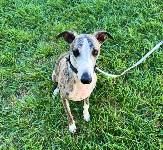 Symphonie à quatre pattes éducateur comportementaliste canin - photo 2