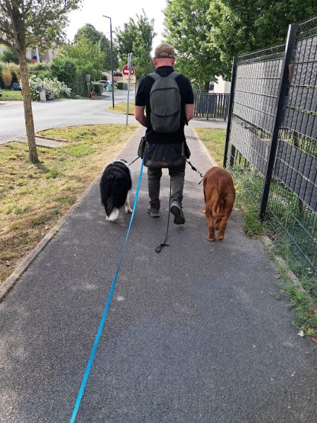 Symphonie à quatre pattes éducateur comportementaliste canin - photo 3