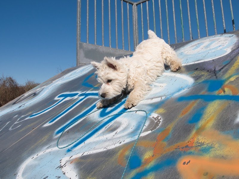 Les Pattes Dor'ffet éducatrice comportementaliste canin
