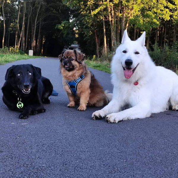 Les Pattes Dor'ffet éducatrice comportementaliste canin - photo 2